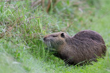 Myocastor coypus 'ta Nutria Coypu