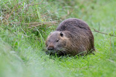 Myocastor coypus 'ta Nutria Coypu