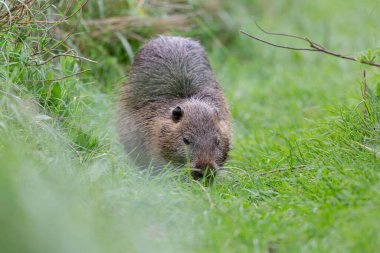 Myocastor coypus 'ta Nutria Coypu