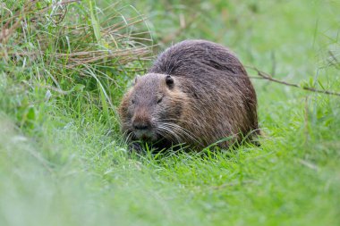 Myocastor coypus 'ta Nutria Coypu