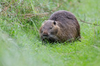Myocastor coypus 'ta Nutria Coypu