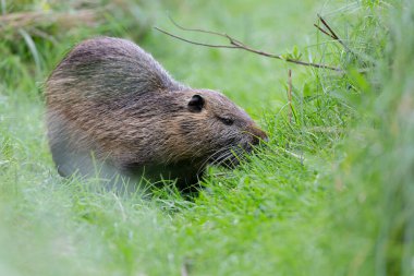 Myocastor coypus 'ta Nutria Coypu