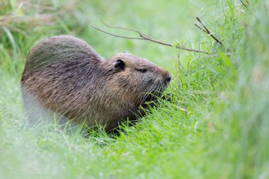 Myocastor coypus 'ta Nutria Coypu