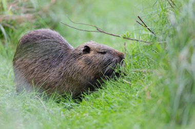 Myocastor coypus 'ta Nutria Coypu