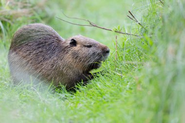 Myocastor coypus 'ta Nutria Coypu