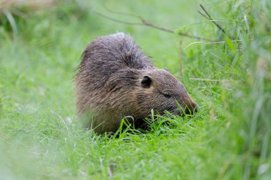 Myocastor coypus 'ta Nutria Coypu