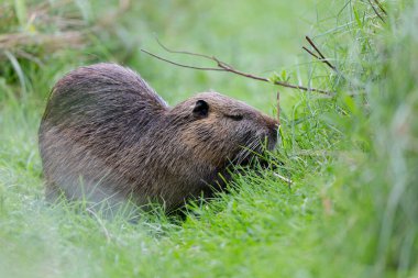 Myocastor coypus 'ta Nutria Coypu