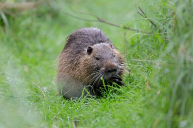 Myocastor coypus 'ta Nutria Coypu