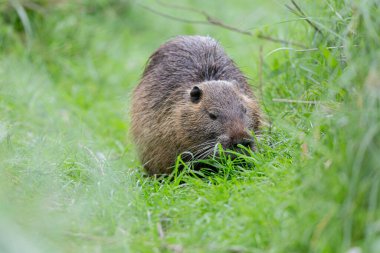 Myocastor coypus 'ta Nutria Coypu
