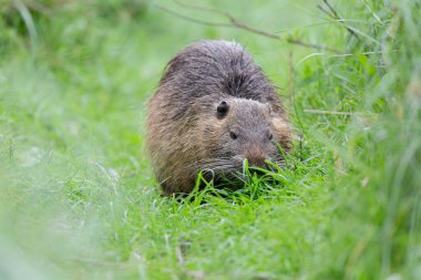 Myocastor coypus 'ta Nutria Coypu