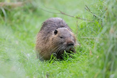 Myocastor coypus 'ta Nutria Coypu