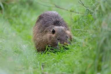 Myocastor coypus 'ta Nutria Coypu
