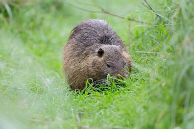 Myocastor coypus 'ta Nutria Coypu