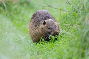 Myocastor coypus 'ta Nutria Coypu