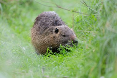 Myocastor coypus 'ta Nutria Coypu