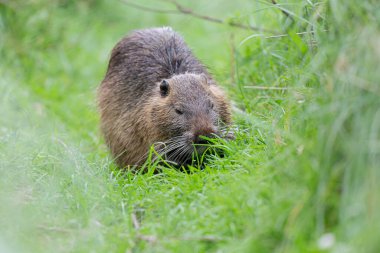 Myocastor coypus 'ta Nutria Coypu