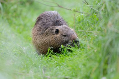 Myocastor coypus 'ta Nutria Coypu