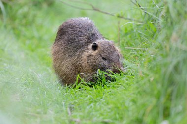 Myocastor coypus 'ta Nutria Coypu