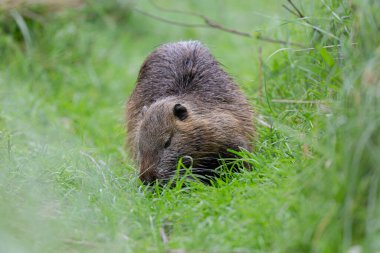 Myocastor coypus 'ta Nutria Coypu