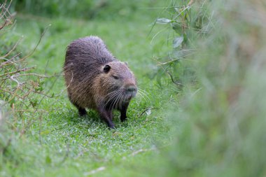 Myocastor coypus 'ta Nutria Coypu