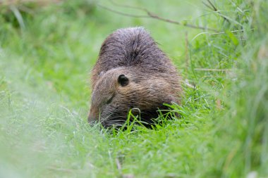 Myocastor coypus 'ta Nutria Coypu