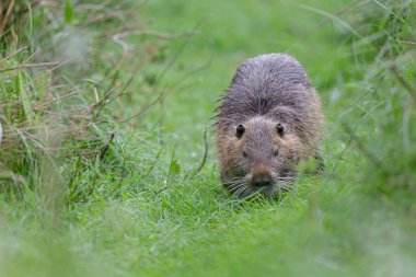 Myocastor coypus 'ta Nutria Coypu