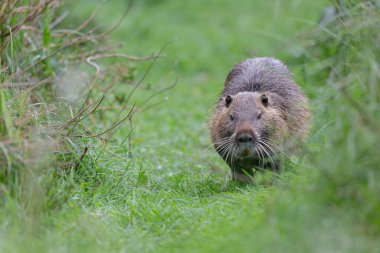 Myocastor coypus 'ta Nutria Coypu
