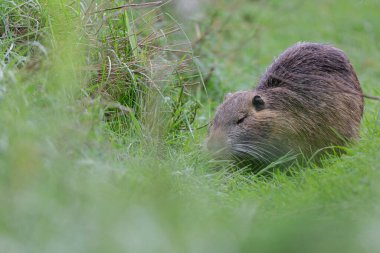 Myocastor coypus 'ta Nutria Coypu