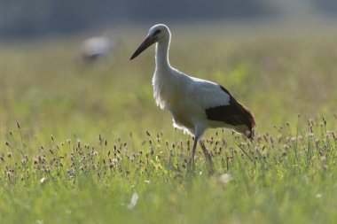 Beyaz leylek Ciconia Yazın bir çayırda