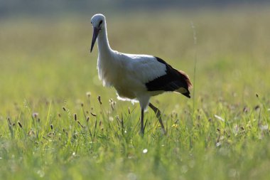 Beyaz leylek Ciconia Yazın bir çayırda