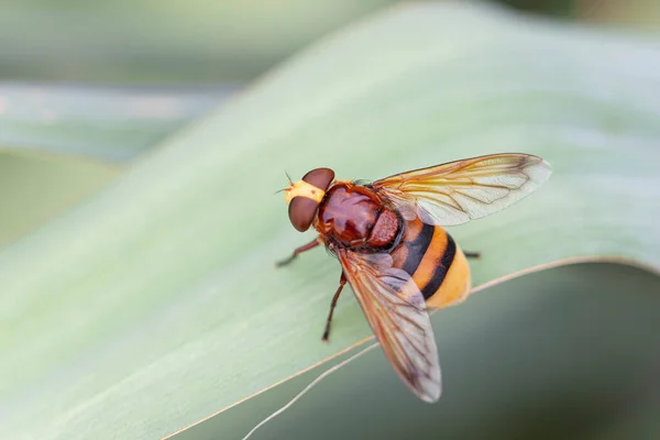 Syrphidae Hornet mimic Hover fly Volucella zonaria in close up