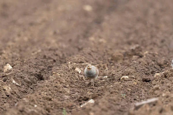 Gri Patridge Perdix perdix çıplak bir tarlada yakın görüşte