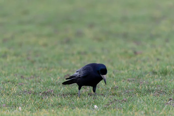 Kışın bir çayırda Corvus Frugilegus Kalesi