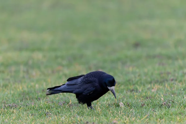 Kışın bir çayırda Corvus Frugilegus Kalesi
