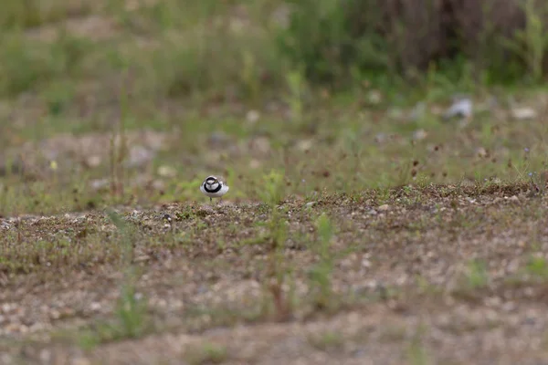 Avrupa taş kıvrımlı Burhinus Oedicnemus bir zeminde koşuyor