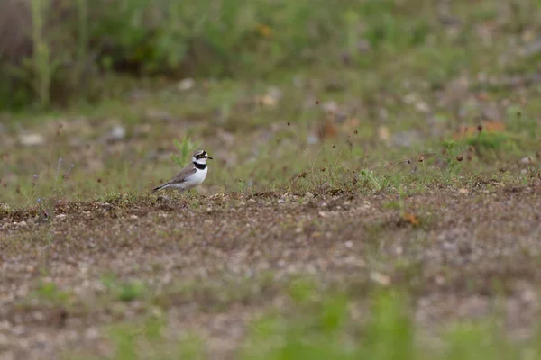 Avrupa taş kıvrımlı Burhinus Oedicnemus bir zeminde koşuyor