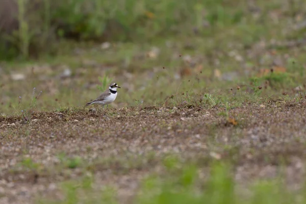 Avrupa taş kıvrımlı Burhinus Oedicnemus bir zeminde koşuyor