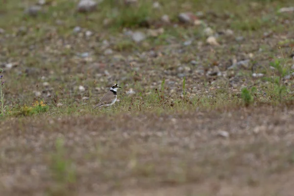 Avrupa taş kıvrımlı Burhinus Oedicnemus bir zeminde koşuyor
