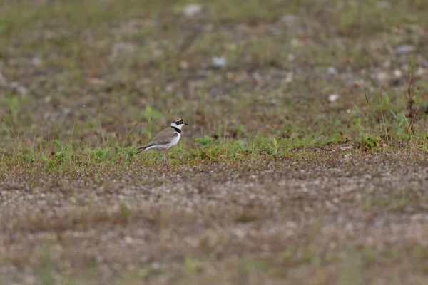 Avrupa taş kıvrımlı Burhinus Oedicnemus bir zeminde koşuyor