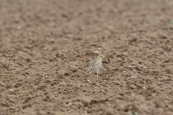 Avrupa taş kıvrımlı Burhinus Oedicnemus bir zeminde koşuyor