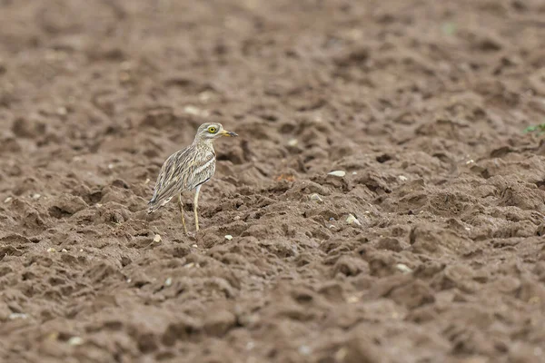 Avrupa taş kıvrımlı Burhinus Oedicnemus bir zeminde koşuyor