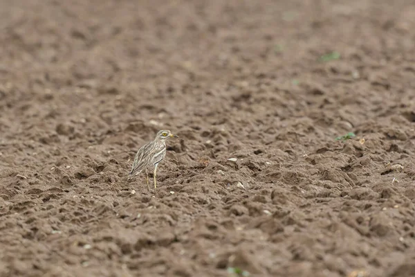 Avrupa taş kıvrımlı Burhinus Oedicnemus bir zeminde koşuyor