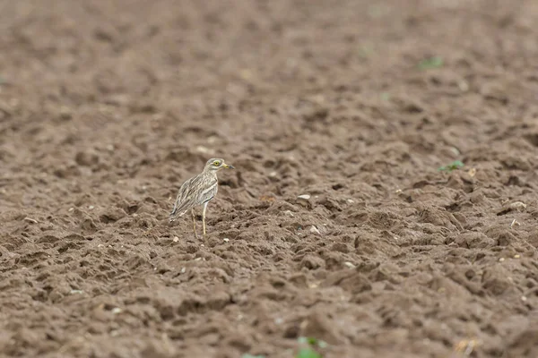 Avrupa taş kıvrımlı Burhinus Oedicnemus bir zeminde koşuyor
