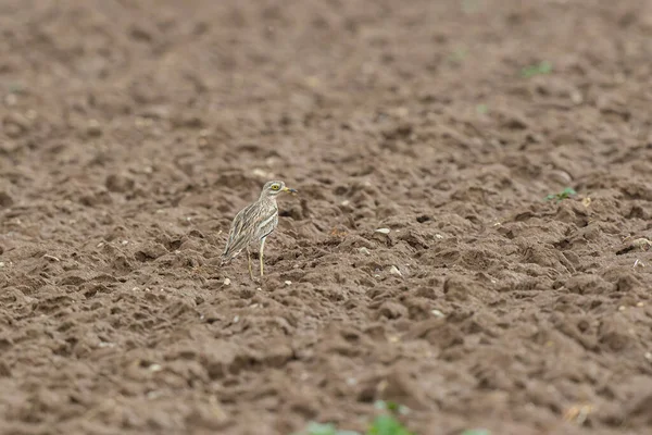 Avrupa taş kıvrımlı Burhinus Oedicnemus bir zeminde koşuyor