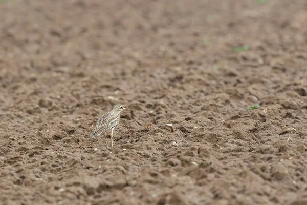 Avrupa taş kıvrımlı Burhinus Oedicnemus bir zeminde koşuyor