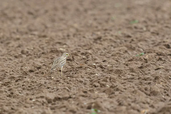 Avrupa taş kıvrımlı Burhinus Oedicnemus bir zeminde koşuyor