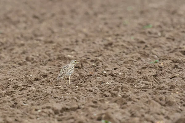 Avrupa taş kıvrımlı Burhinus Oedicnemus bir zeminde koşuyor