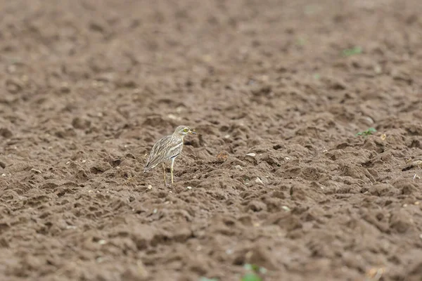 Avrupa taş kıvrımlı Burhinus Oedicnemus bir zeminde koşuyor