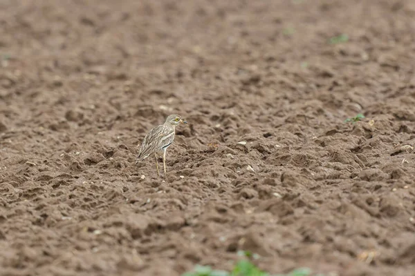 Avrupa taş kıvrımlı Burhinus Oedicnemus bir zeminde koşuyor