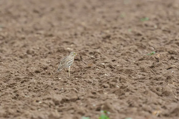 Avrupa taş kıvrımlı Burhinus Oedicnemus bir zeminde koşuyor